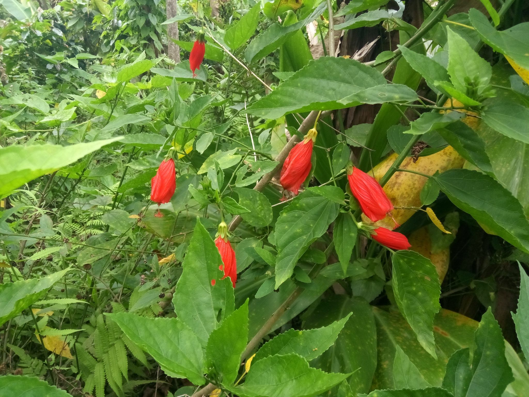 Malvaviscus penduliflorus